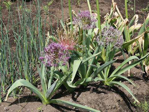 Allium cristophii