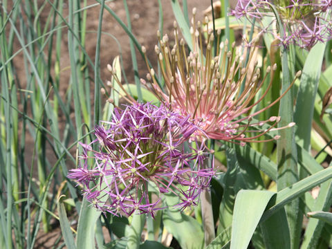 Allium cristophii