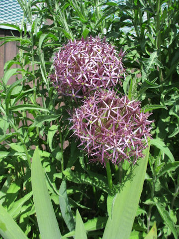 Allium cristophii