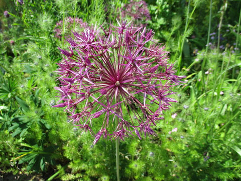 Allium cristophii