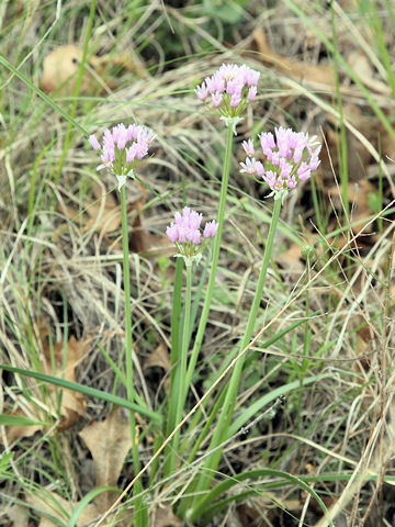 Allium drummondii