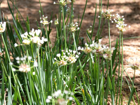 Allium drummondii