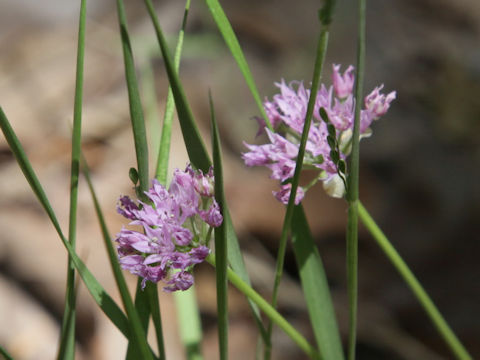 Allium geyeri