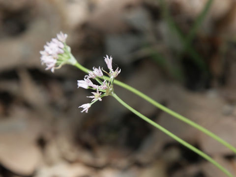 Allium geyeri