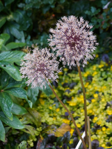 Allium cv. Globemaster