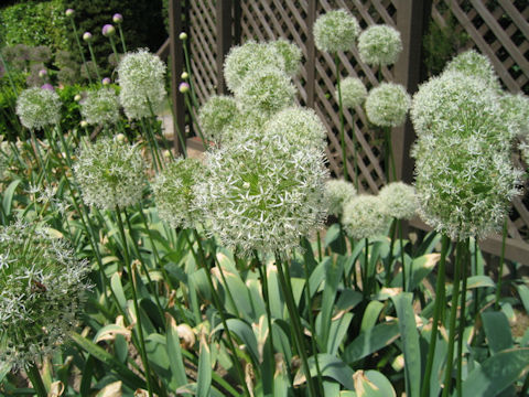 Allium hirtifolium cv. Alba