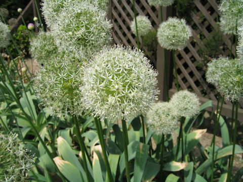 Allium hirtifolium cv. Alba