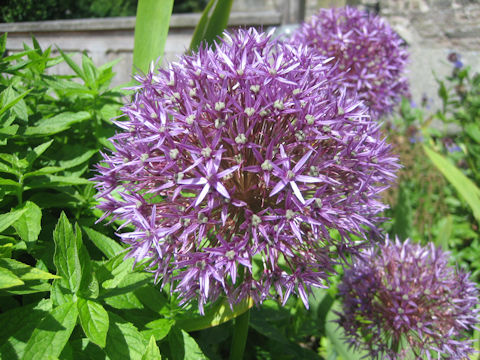 Allium hollandicum