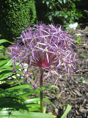 Allium hollandicum