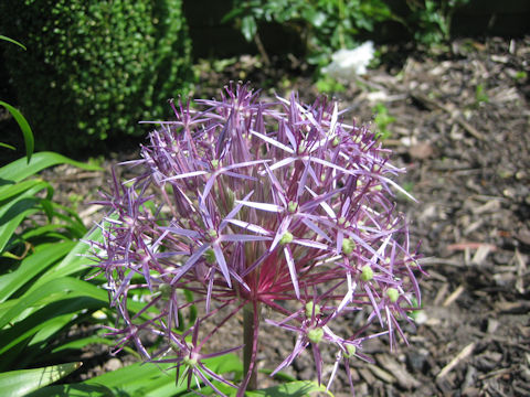 Allium hollandicum