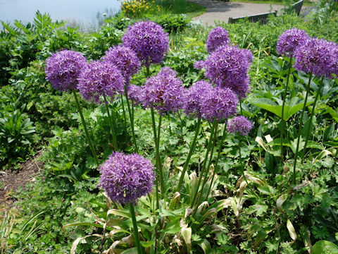 Allium hollandicum