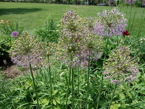 Allium hollandicum