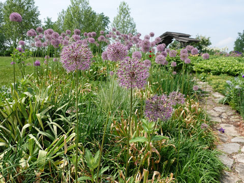 Allium hollandicum