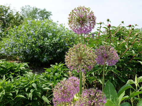 Allium hollandicum