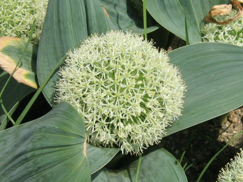 Allium karataviense