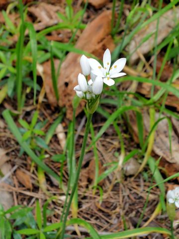 Allium neapolitanum