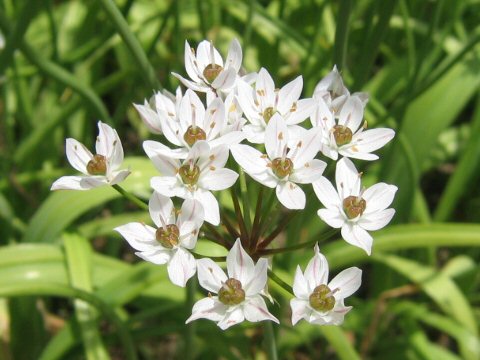 Allium neapolitanum