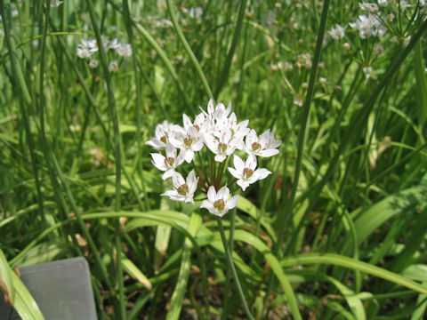 Allium neapolitanum