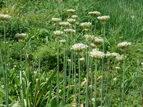 Allium neapolitanum