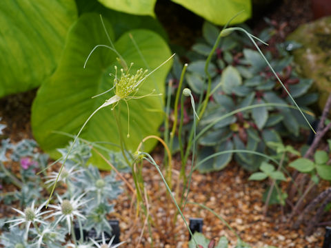 Allium oleraceum