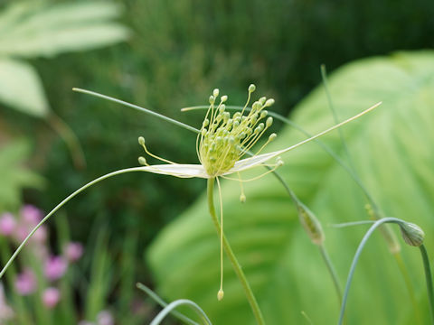 Allium oleraceum