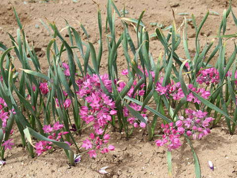 Allium oreophilum