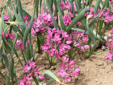 Allium oreophilum