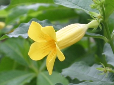 Allamanda schottii