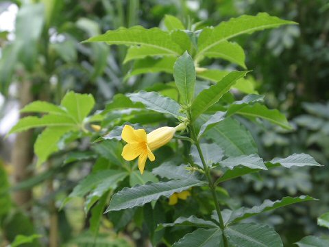 Allamanda schottii