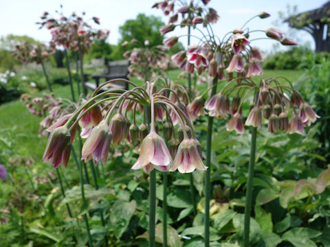 Allium siculum