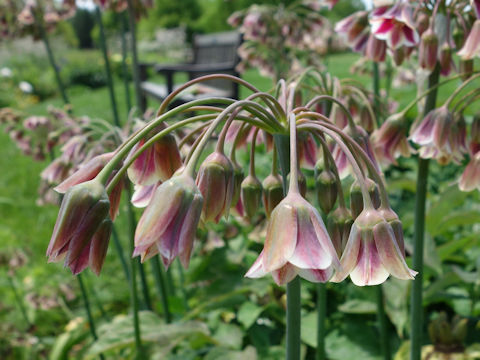 Allium siculum