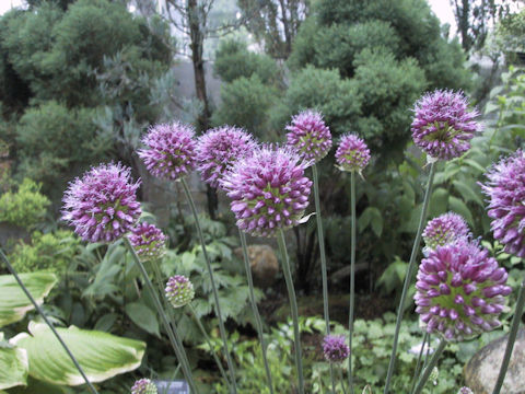 Allium sphaerosepalum