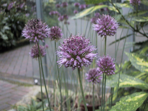 Allium sphaerosepalum