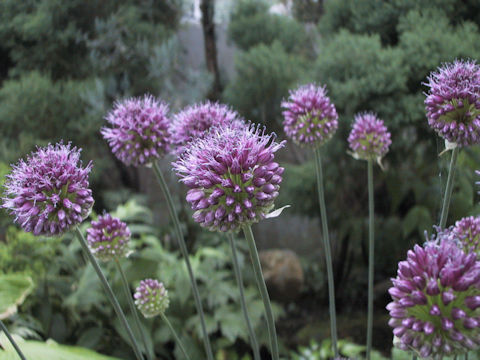 Allium sphaerosepalum