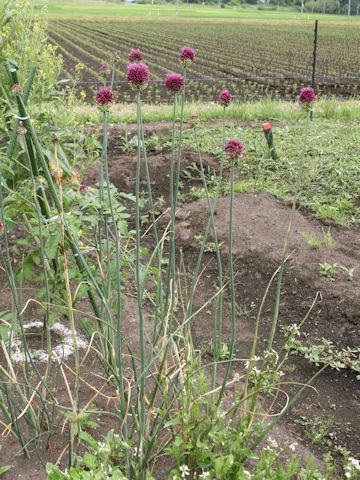 Allium sphaerosepalum