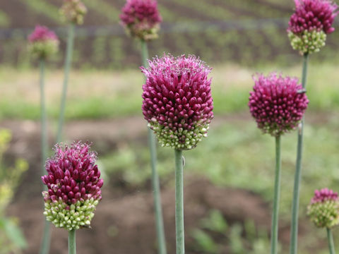 Allium sphaerosepalum