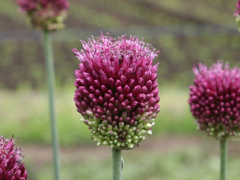 Allium sphaerosepalum