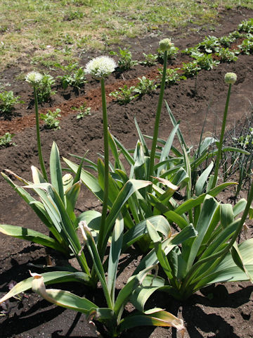 Allium stipitatum cv. Mount Everest