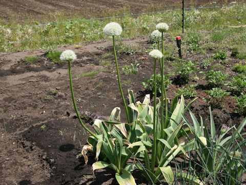 Allium stipitatum cv. Mount Everest