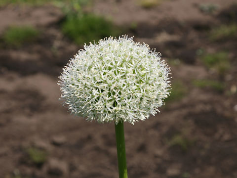 Allium stipitatum cv. Mount Everest