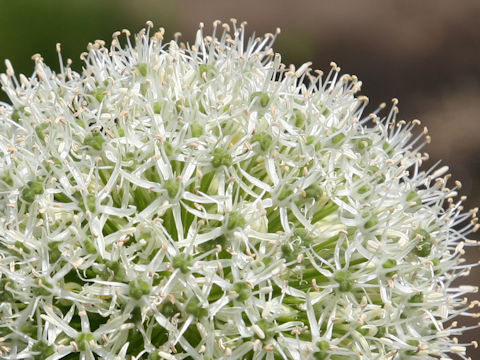 Allium stipitatum cv. Mount Everest