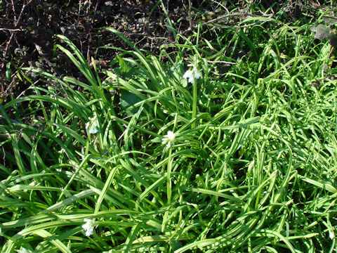 Allium triquetrum