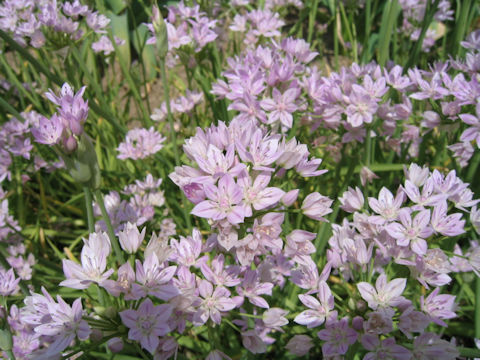 Allium unifolium