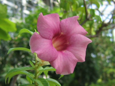 Allamanda violacea