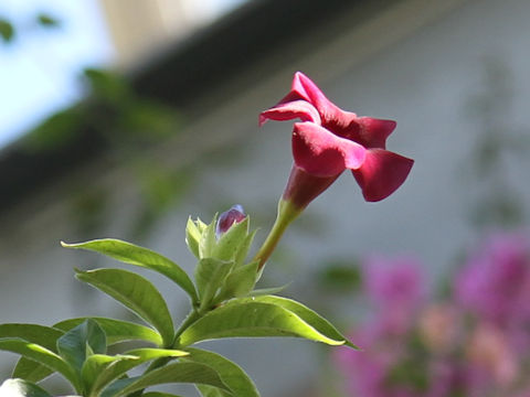 Allamanda violacea