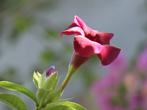 Allamanda violacea