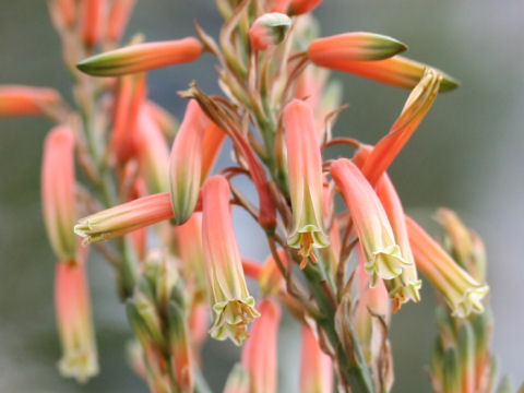 Aloe acutissima