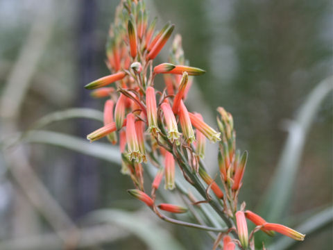 Aloe acutissima