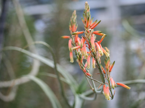 Aloe acutissima