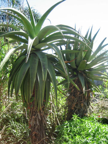 Aloe africana